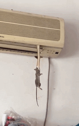 空调里的一条大蛇扑捉老鼠gif图片