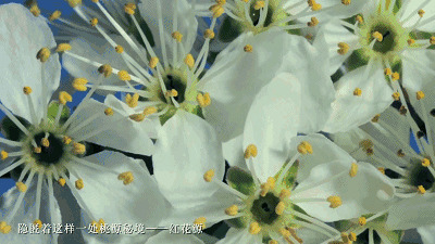 十里花海的芬芳动态图片:花开