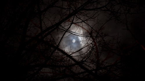 透过枝头望明月动态图片:月亮