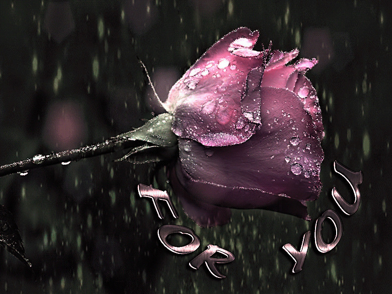 献给你的玫瑰花gif素材图片:玫瑰花