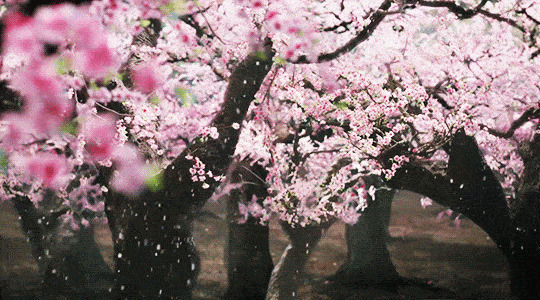 粉嫩的桃花在微风的吹动下散落了一地GIF动态图