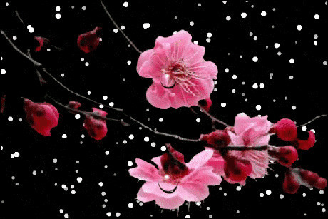 雪中腊梅花唯美gif素材图片:梅花,腊梅