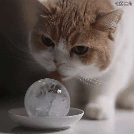 可爱的小猫咪用舌头舔盘子里的冰球gif图片